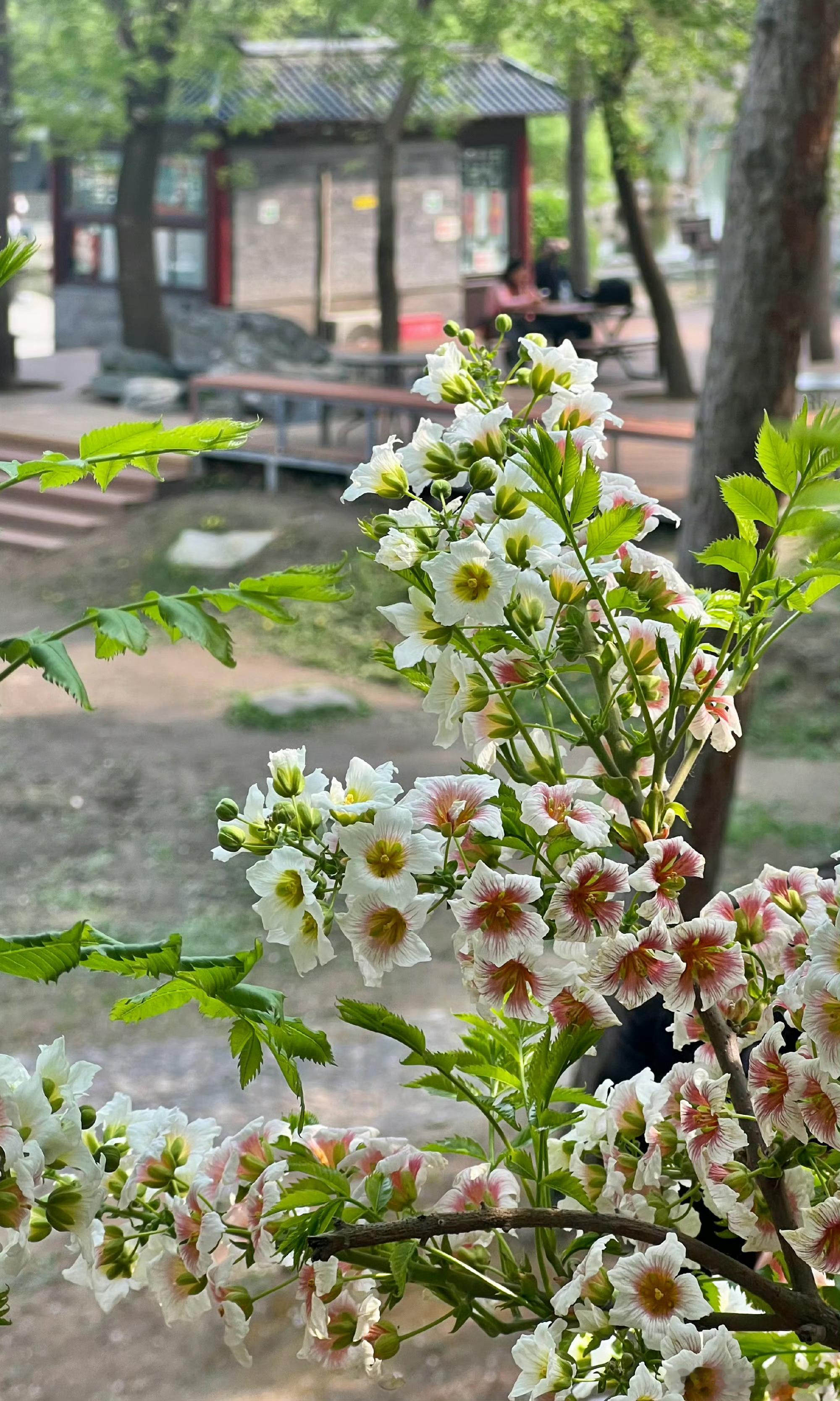  北京春日暴走代谢数据实测 春日行走的隐藏好处，多变地形让核心持续发力，代谢持续