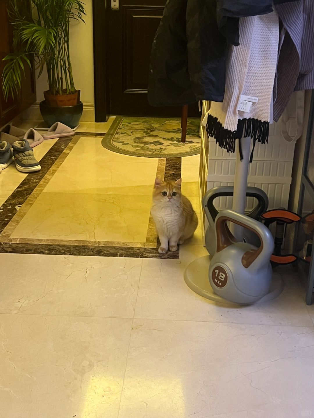 是我的笨蛋小猫♥️