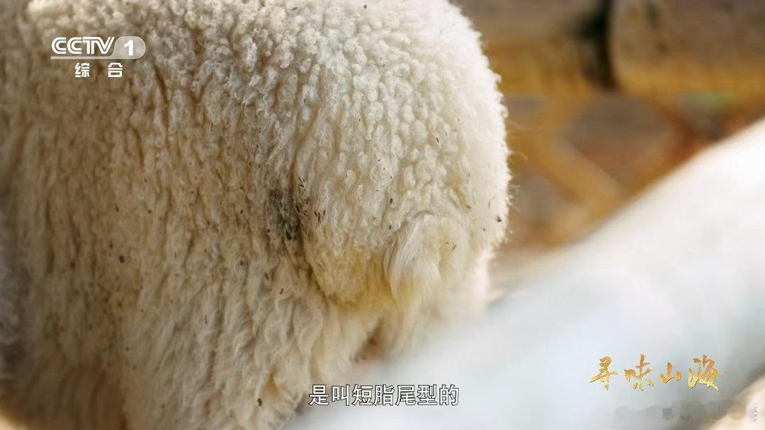 湖羊尾巴duangduang的湖羊的尾巴是天然暖宝宝 看湖羊走路是种享受：耳朵晃