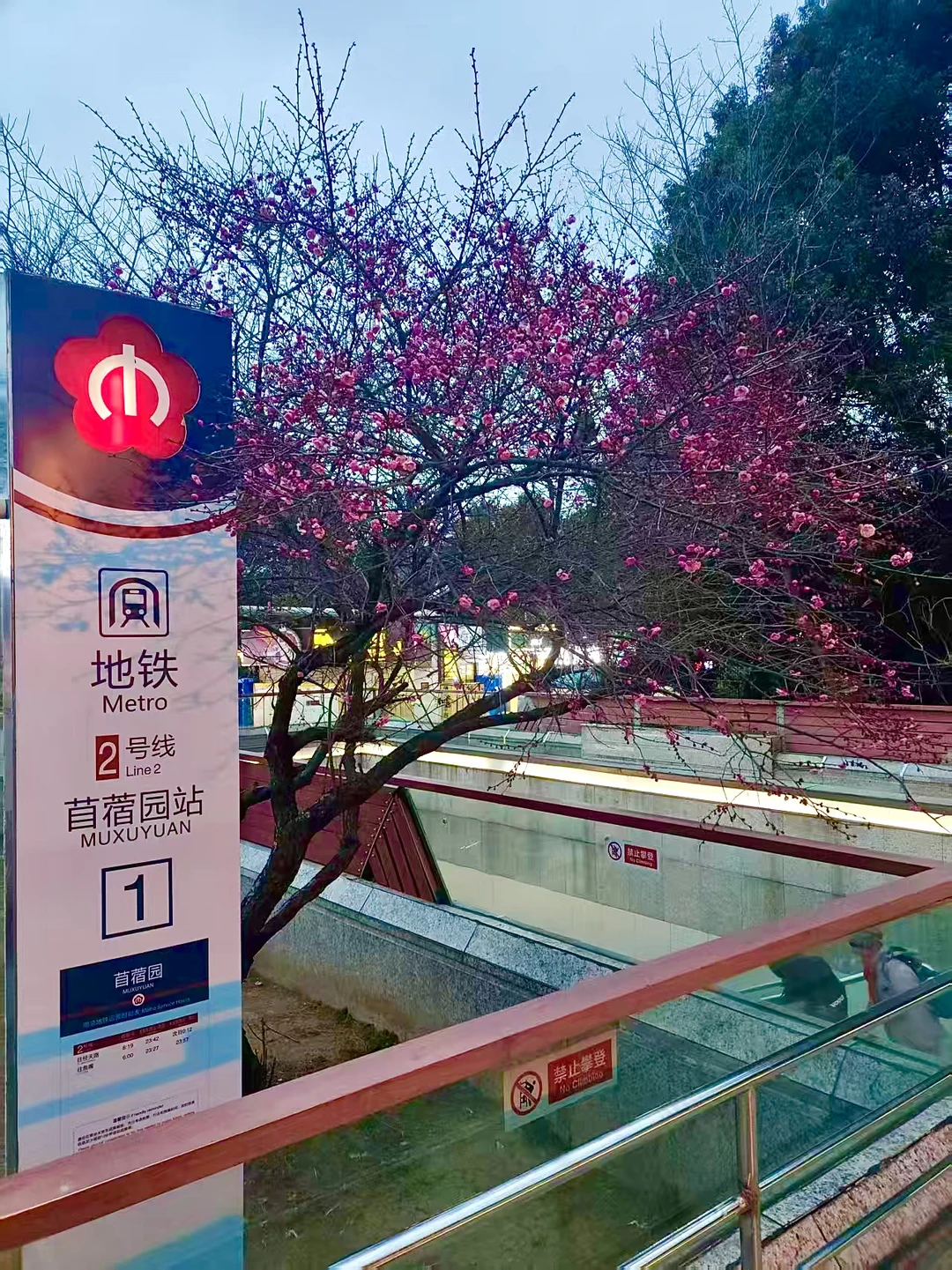 2.9实拍｜苜蓿园地铁站梅花已开❗️