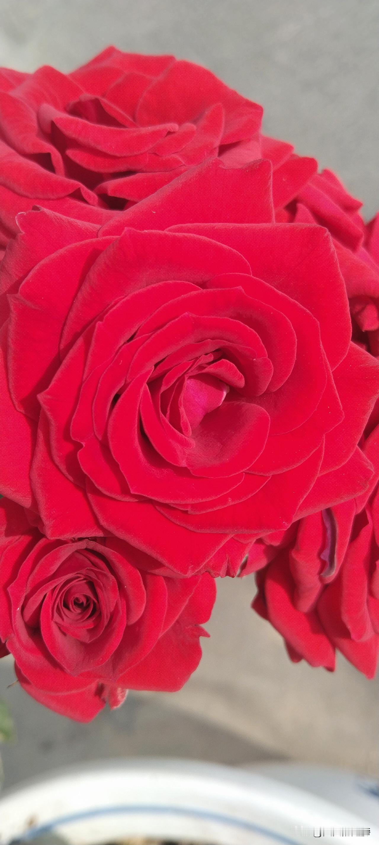谁有花草照片，可以晒下吗