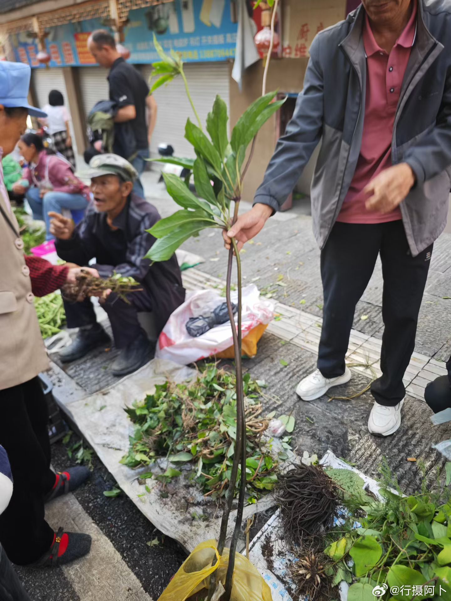 端午节网络中国节京彩中国节最喜欢赶端午的集市，各种野生药材，新鲜蔬菜，满满的收获