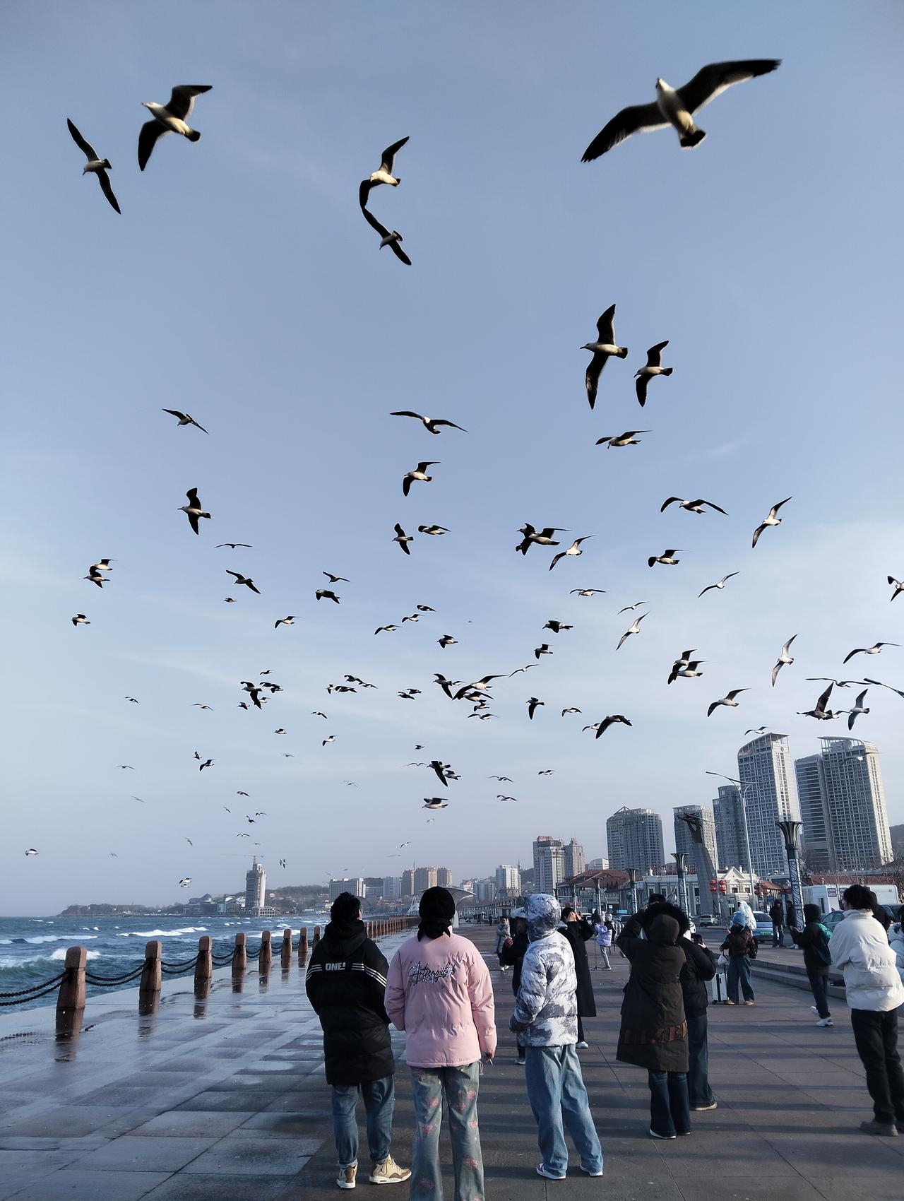 想看看大家手机里的海边我们烟台的海岸线，成群结队的海鸥在游客头顶飞舞盘旋，讨要食