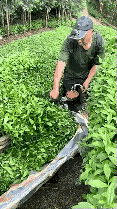 这采茶叶的方式怎么跟在电视上看到的不一样