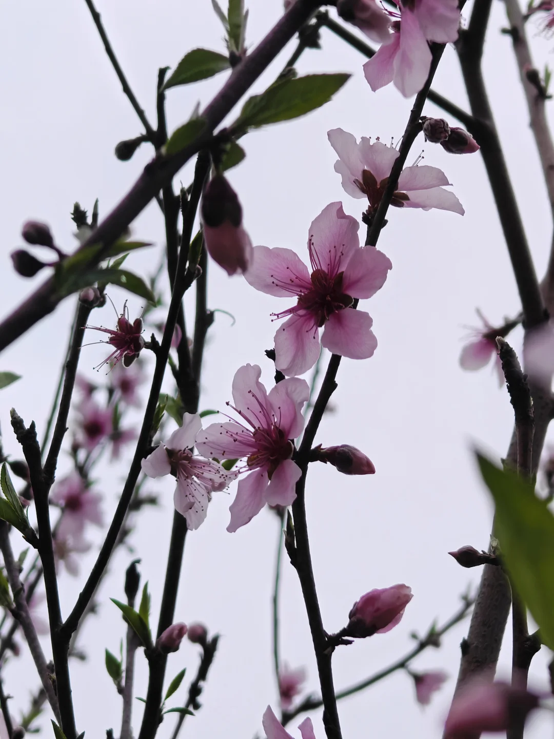 桃花🌸