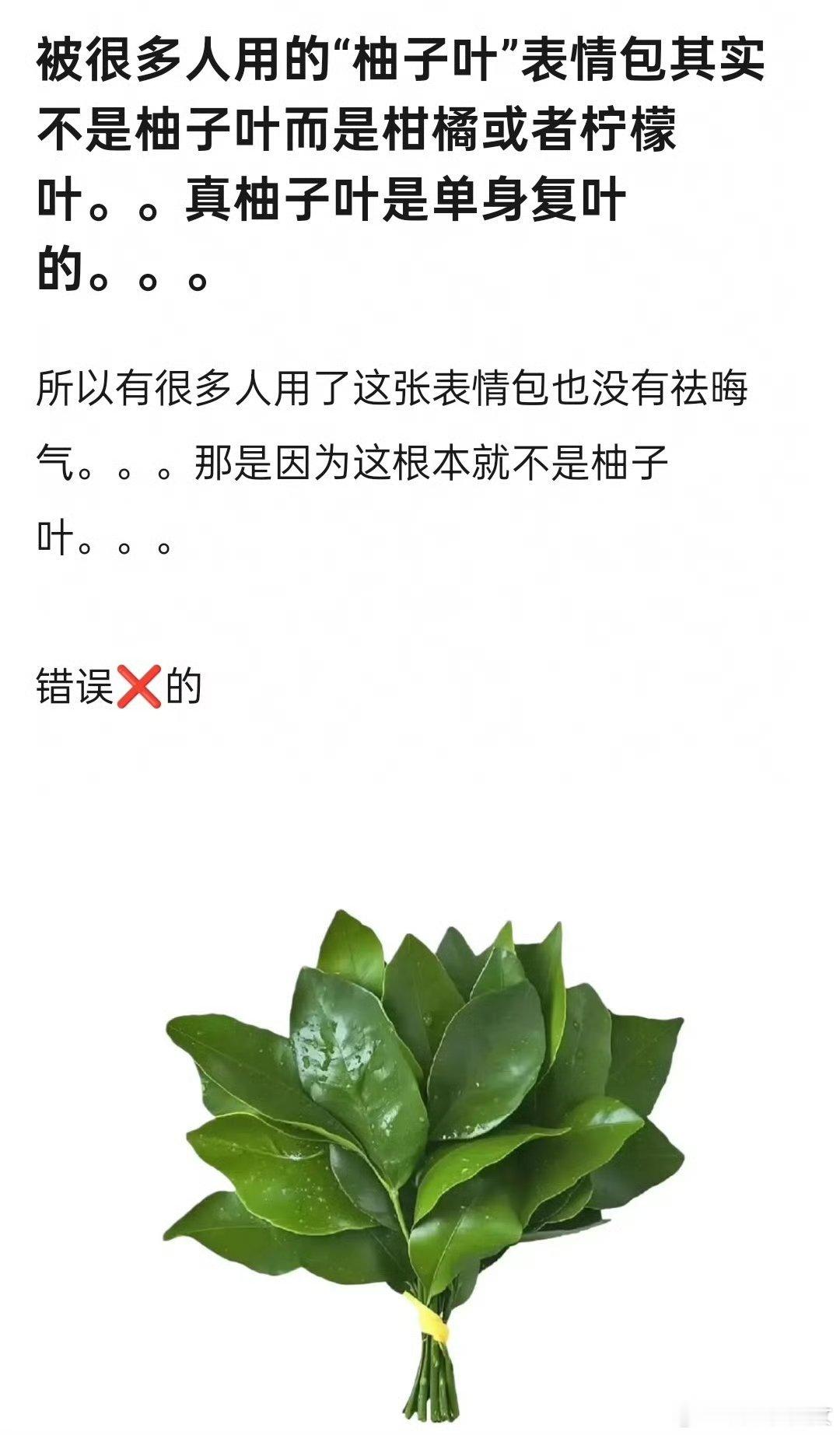新的周一新的开始原来真正的柚子叶下面还连着一点点lets一起用真正柚子叶去晦气！