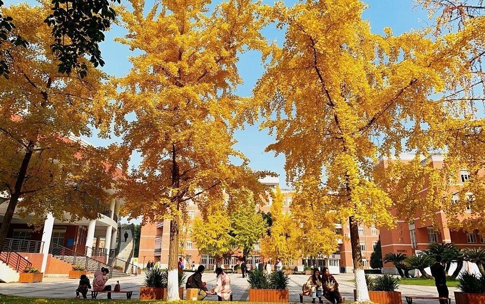 满街落叶，为你而留！成都开启缓扫模式：68条道路的浪漫等你邂逅
秋冬的浪漫，正悄