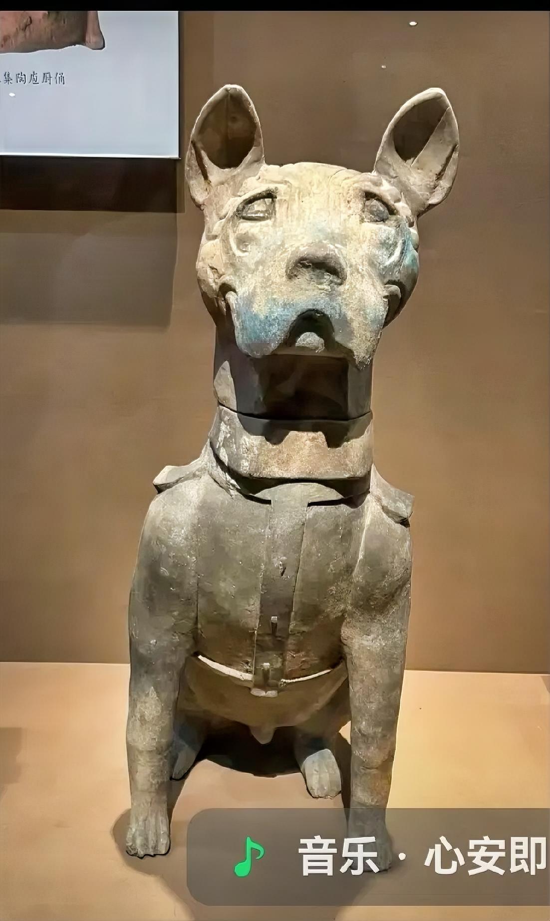 这是成都博物馆的一只青铜狗。哪位老师知道这是什么品种？雕刻的栩栩如生。