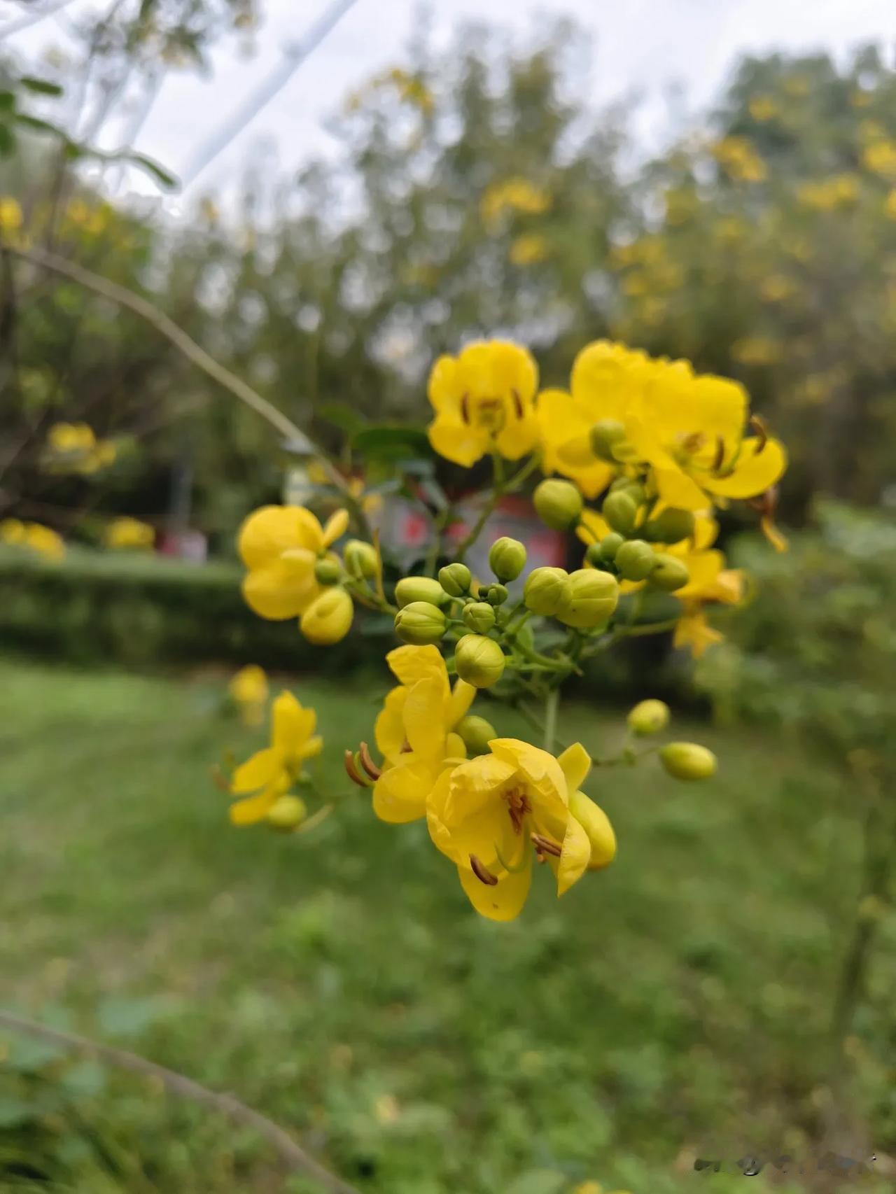 黄花簇拥绿叶间，清香扑鼻心欢颜。汉中深秋桂花依然飘香。