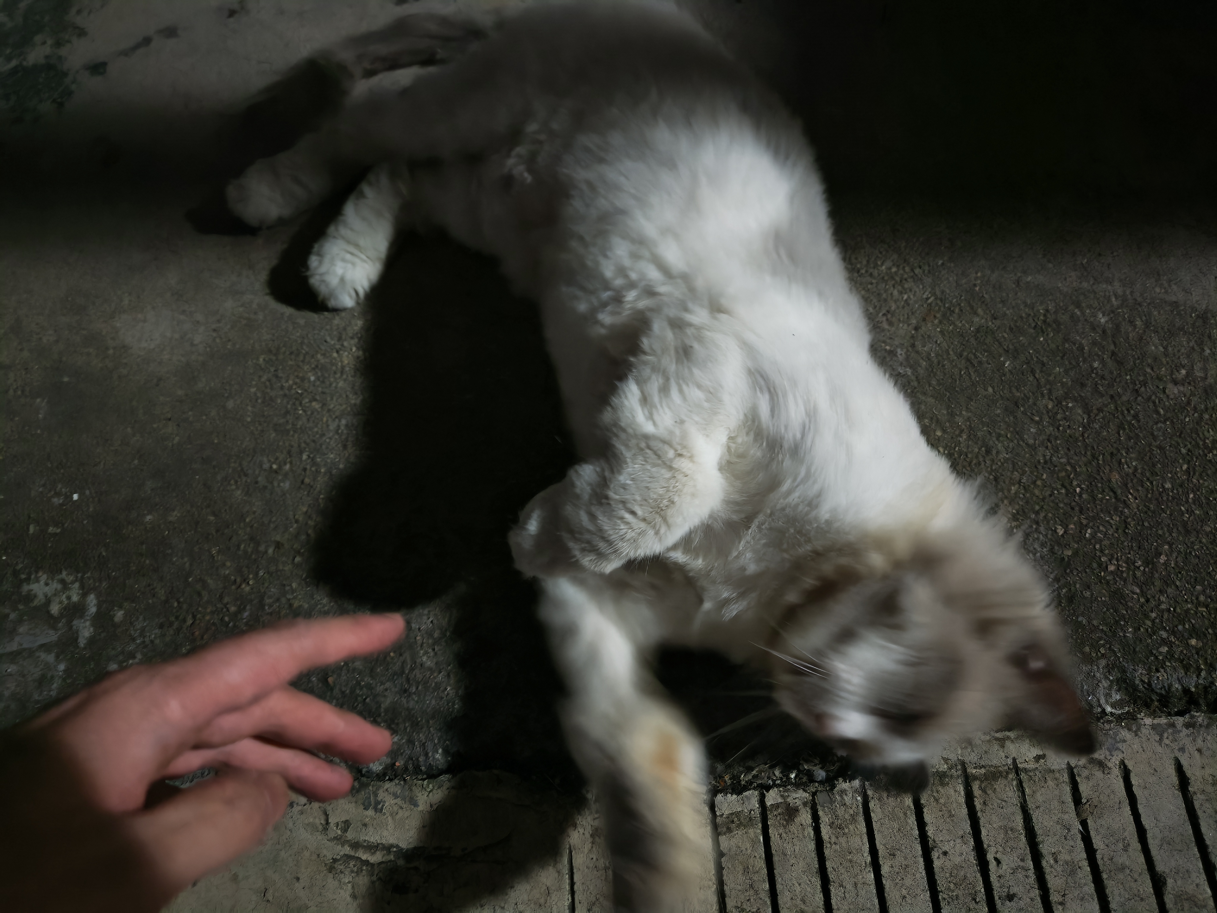 隔壁的猫又跑到我家车库来了