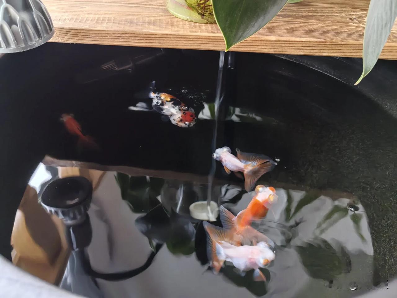 养鱼
也是一种生活方式
