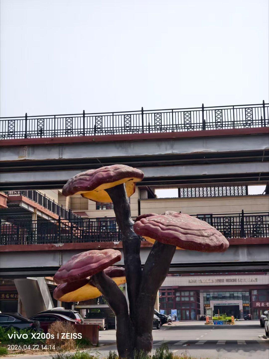 vivo 春日街头处处是惊喜！粉白花朵在苍劲枝干间肆意盛放，温柔了整座城。街角的