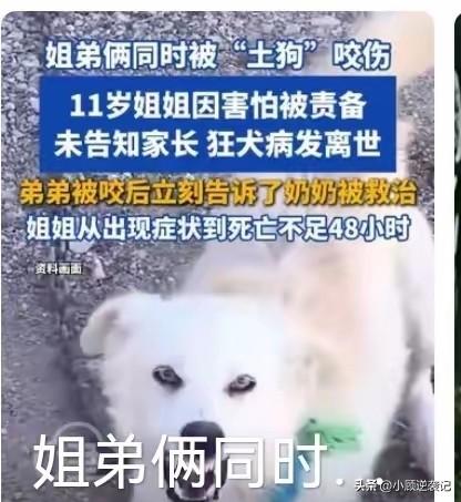 去年12月，姐弟俩回外公家时抱回一条土狗，本以为能有个小伙伴陪玩，没想到这狗很凶