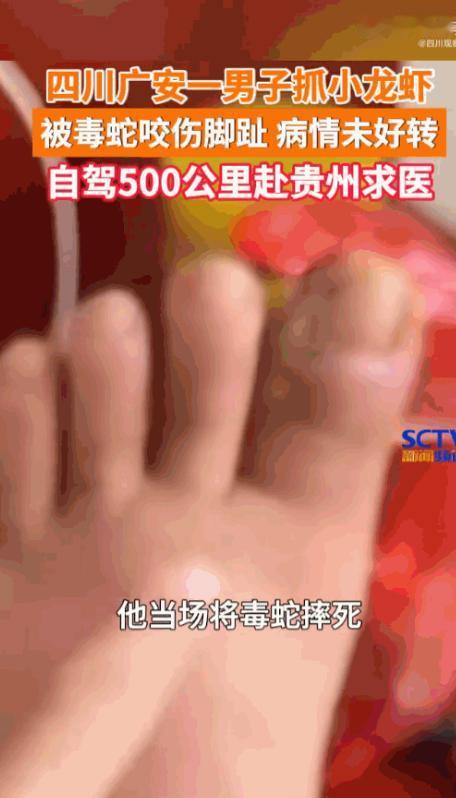 7月24日报道四川，一男子趁着夜色前往野外水田抓小龙虾，未穿戴雨靴、长裤等防护装