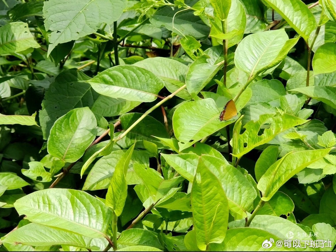 玉环火山茶第一泡不洗茶的底气从何来不抢收夏茶，玉环火山茶园以人工除草、重剪茶树养