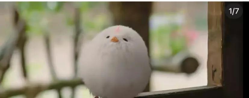 有没有人觉得长相思里的小肥啾长得很像……长得很像何运晨啊
长相思小肥啾 #长相思