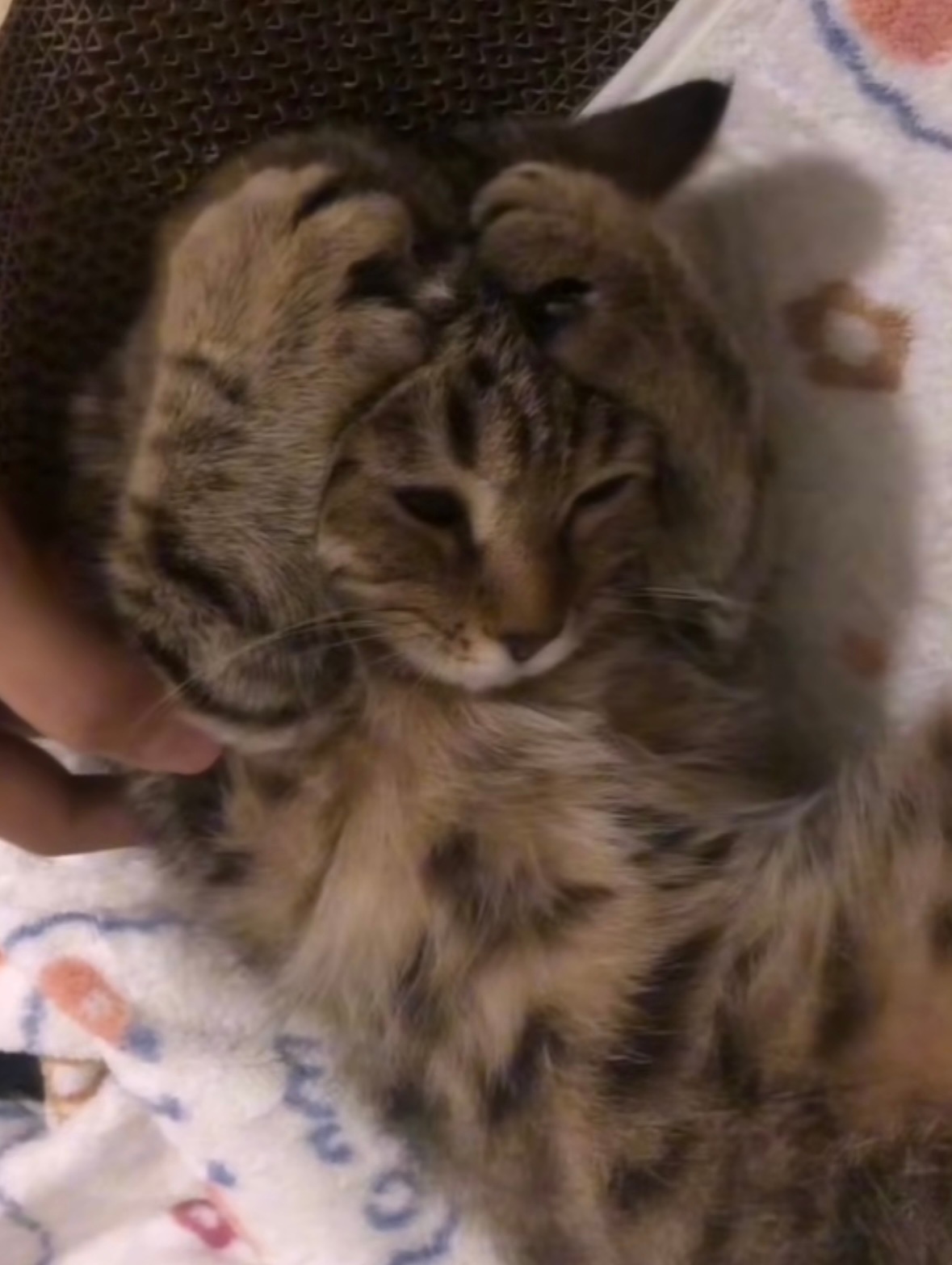 就说猫和老鼠是纪录片了吧[开学季] ​​​