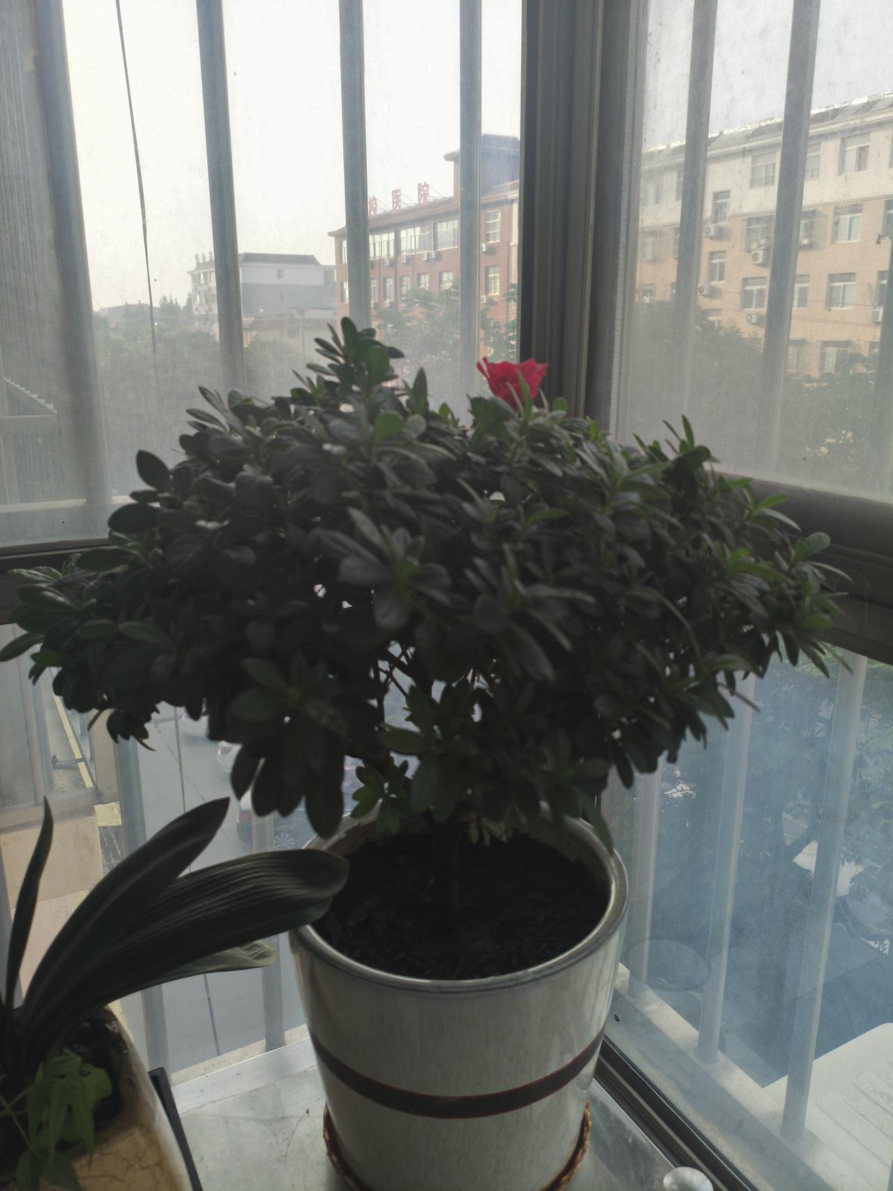 杜鹃花复花了