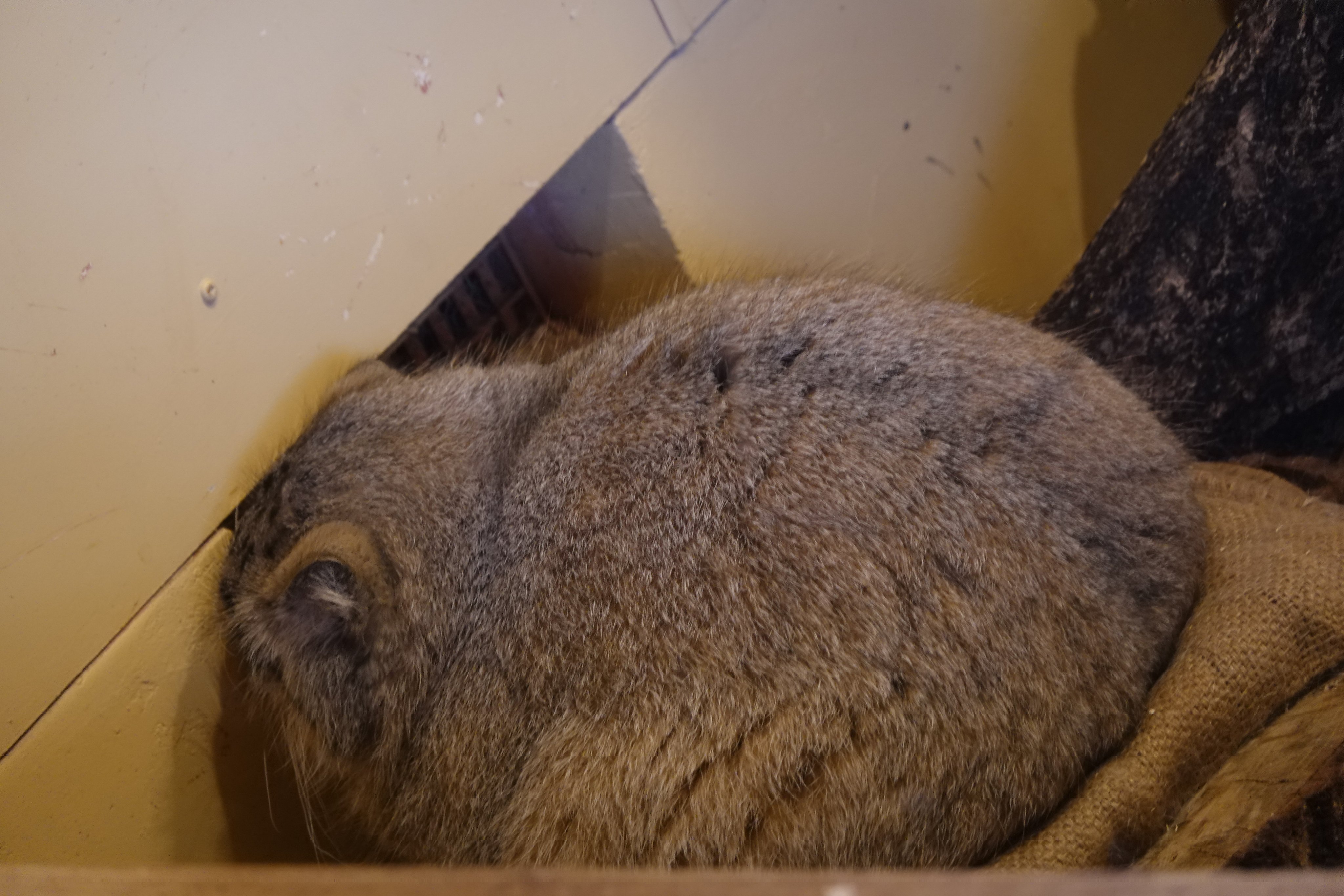 兔狲  仿佛一只生胖气的团子听见有吃的又过来了（不是【推：nrkm_gt】 