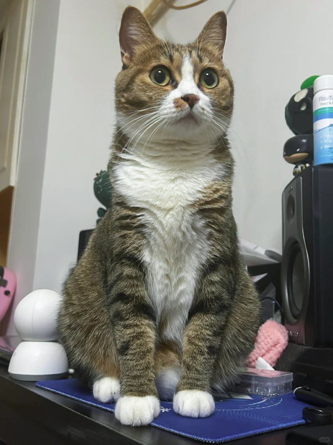 蒜瓣毛儿小猪咪～