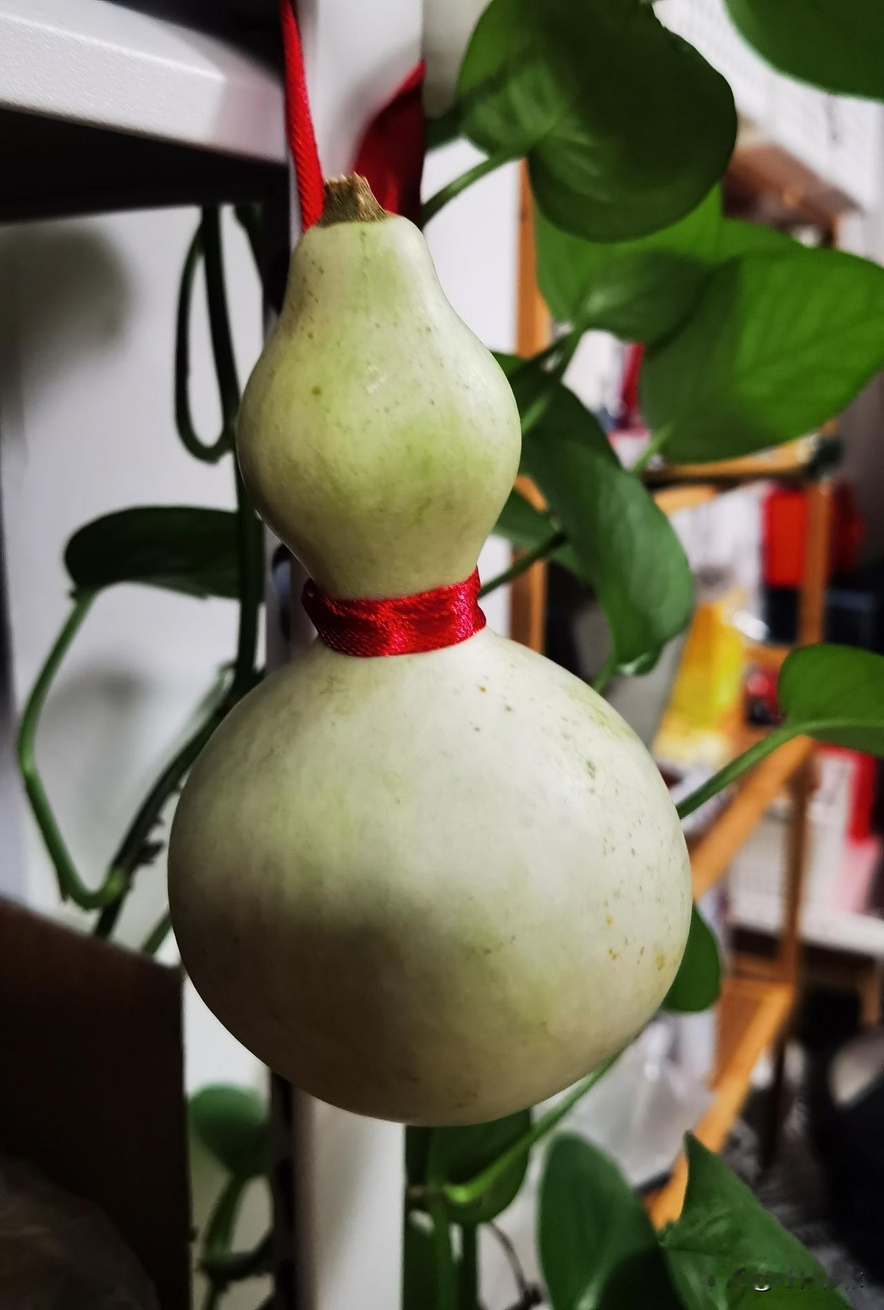 秋日生活打卡季朋友送来的福禄~[比心]