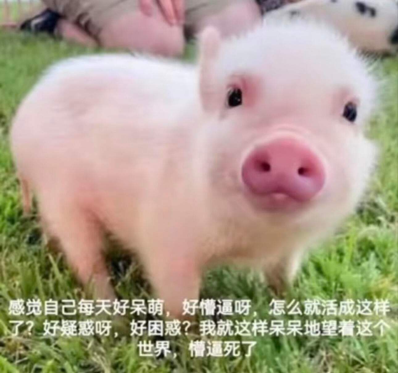 我每天到底干啥了怎么总莫名其妙的挨骂呢，每天活得比窦娥还冤，谁想当我嬷嬷我好脆弱