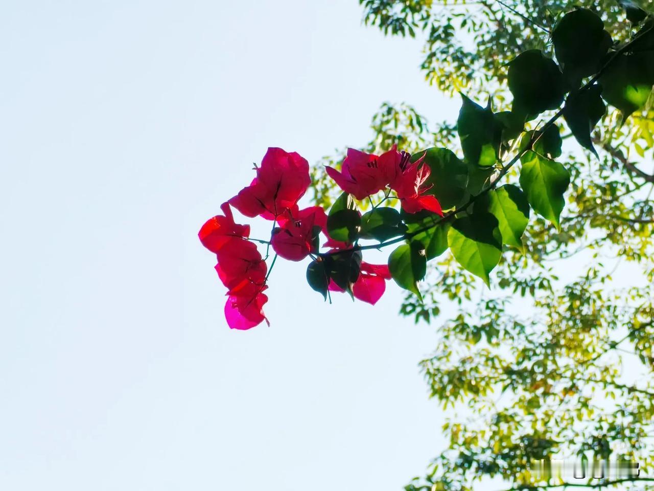 随拍三角梅花朵美图分享盛开的三角梅希望能带您好运。愿大家2025诸事顺利！[微风