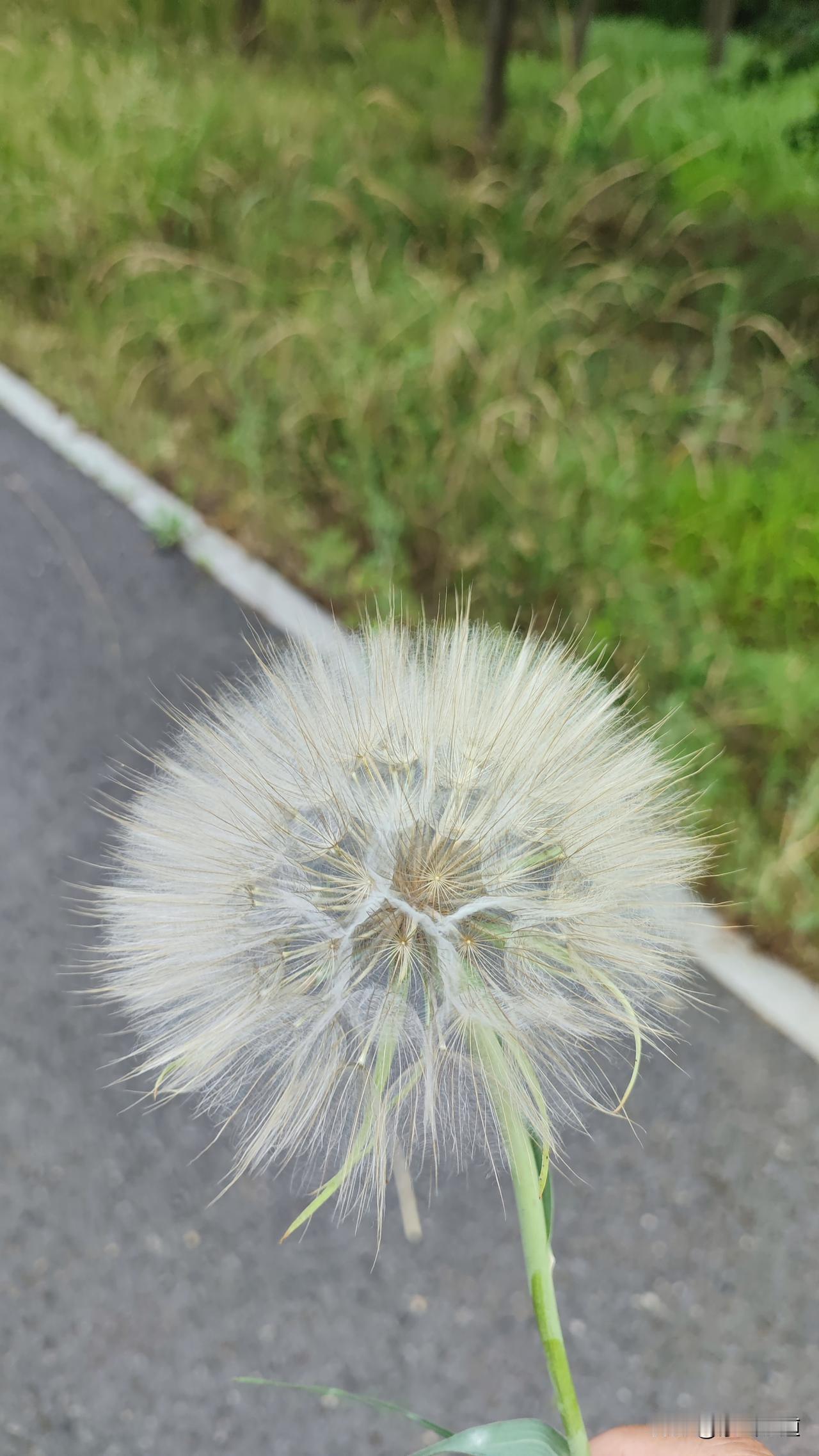 今天和几个同事到中牟朗玛峰去转了转。
在下山的过程中，在下山的步行道上看到了路边