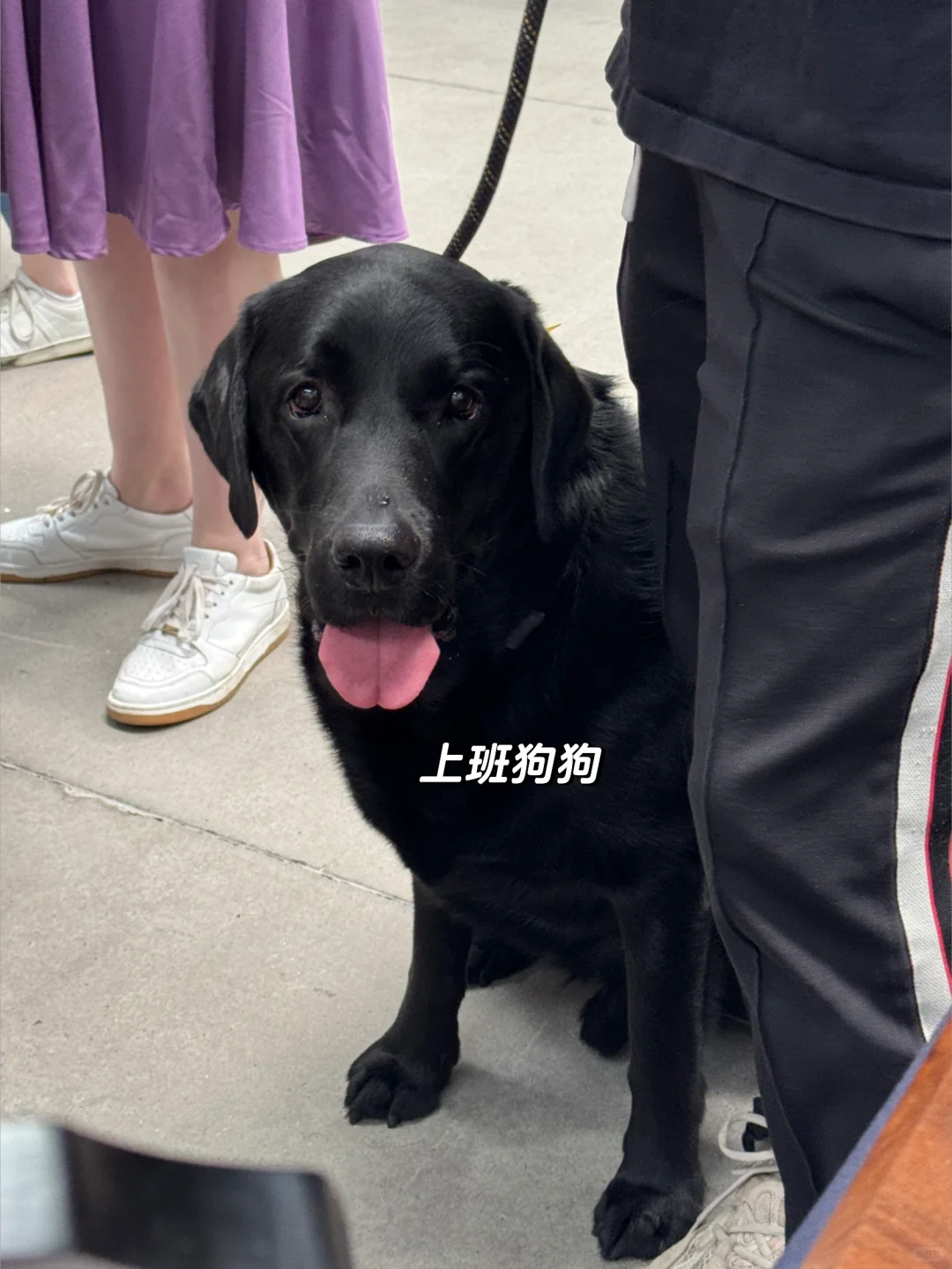 一年一度狗展上班day📔