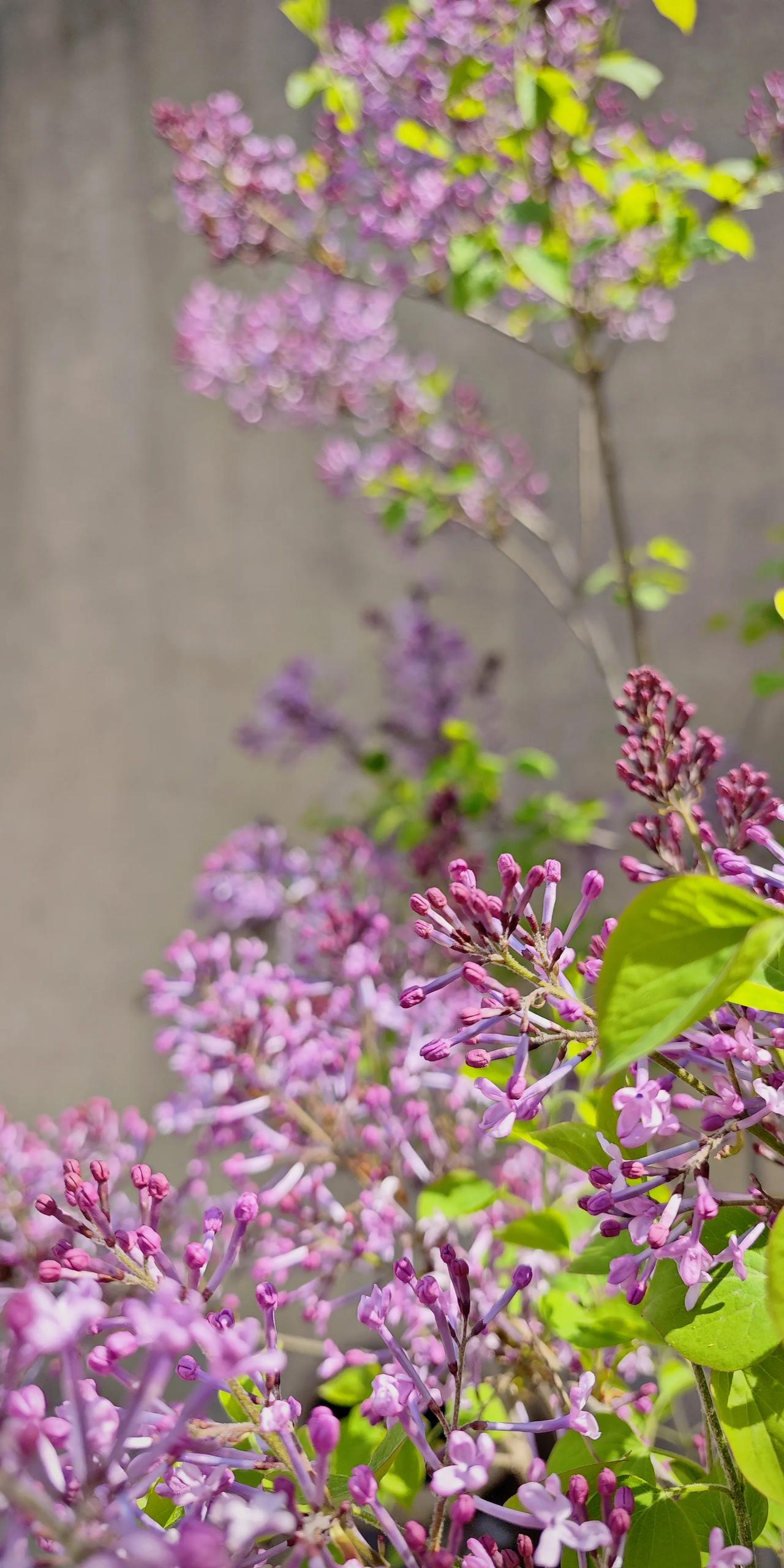 晒图笔记大赛丁香花开香满院