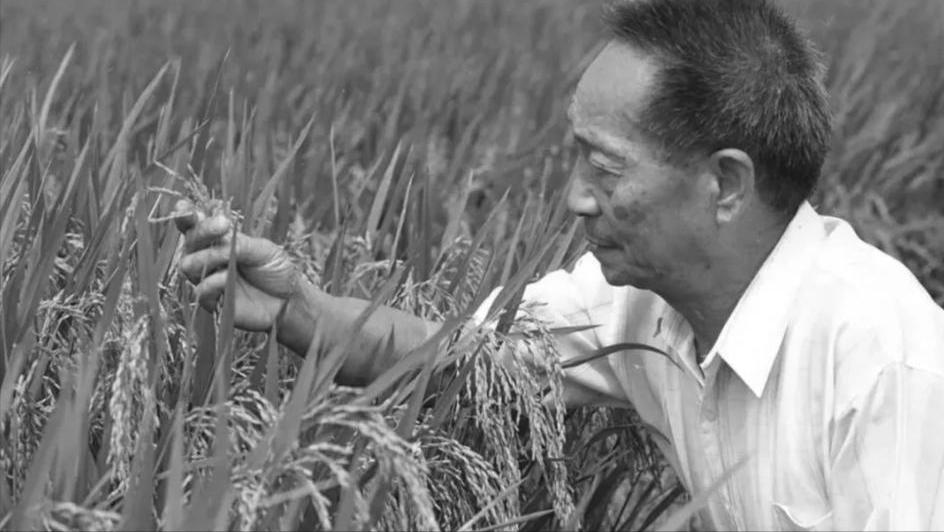 五载缅怀，禾下乘凉梦，从未远去，今天是袁隆平院士逝世五周年。长沙唐人万寿园，草木
