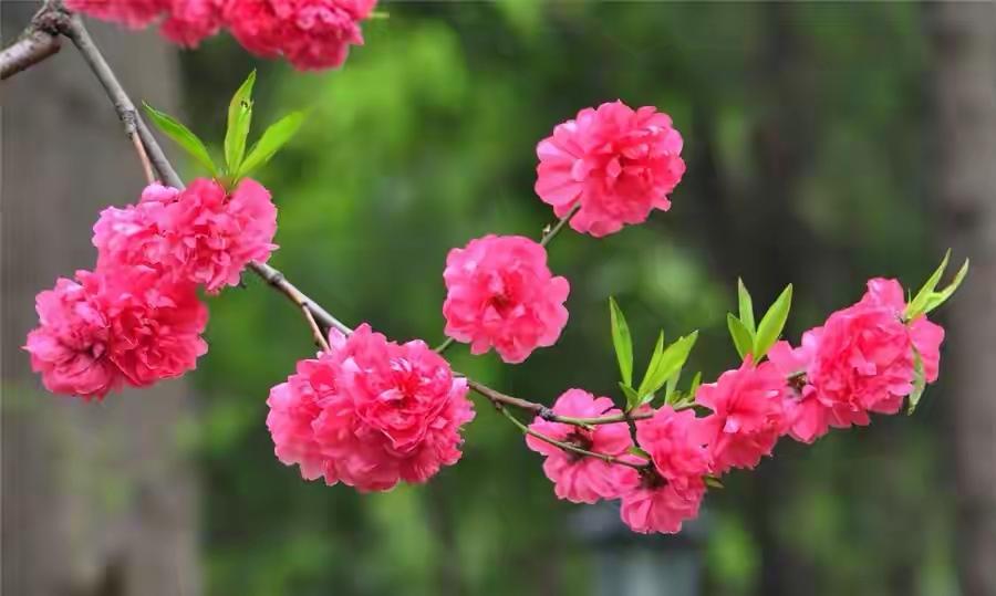 趁春光不老，踏花问好。红杏枝头春意闹，海棠树下谋一笑。雨洗尘，风染香，慢品人间岁