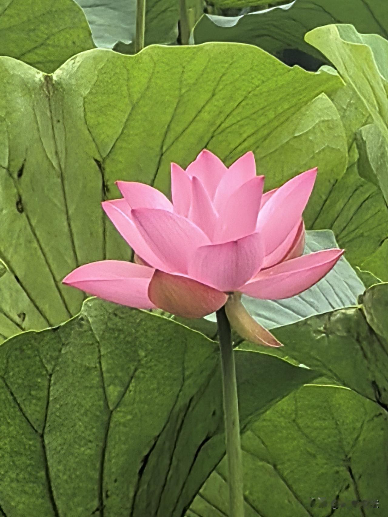 南京玄武湖的四季都是美的，尤其在万物勃发的夏季，有图为证。玄武湖仙境 南京园林风