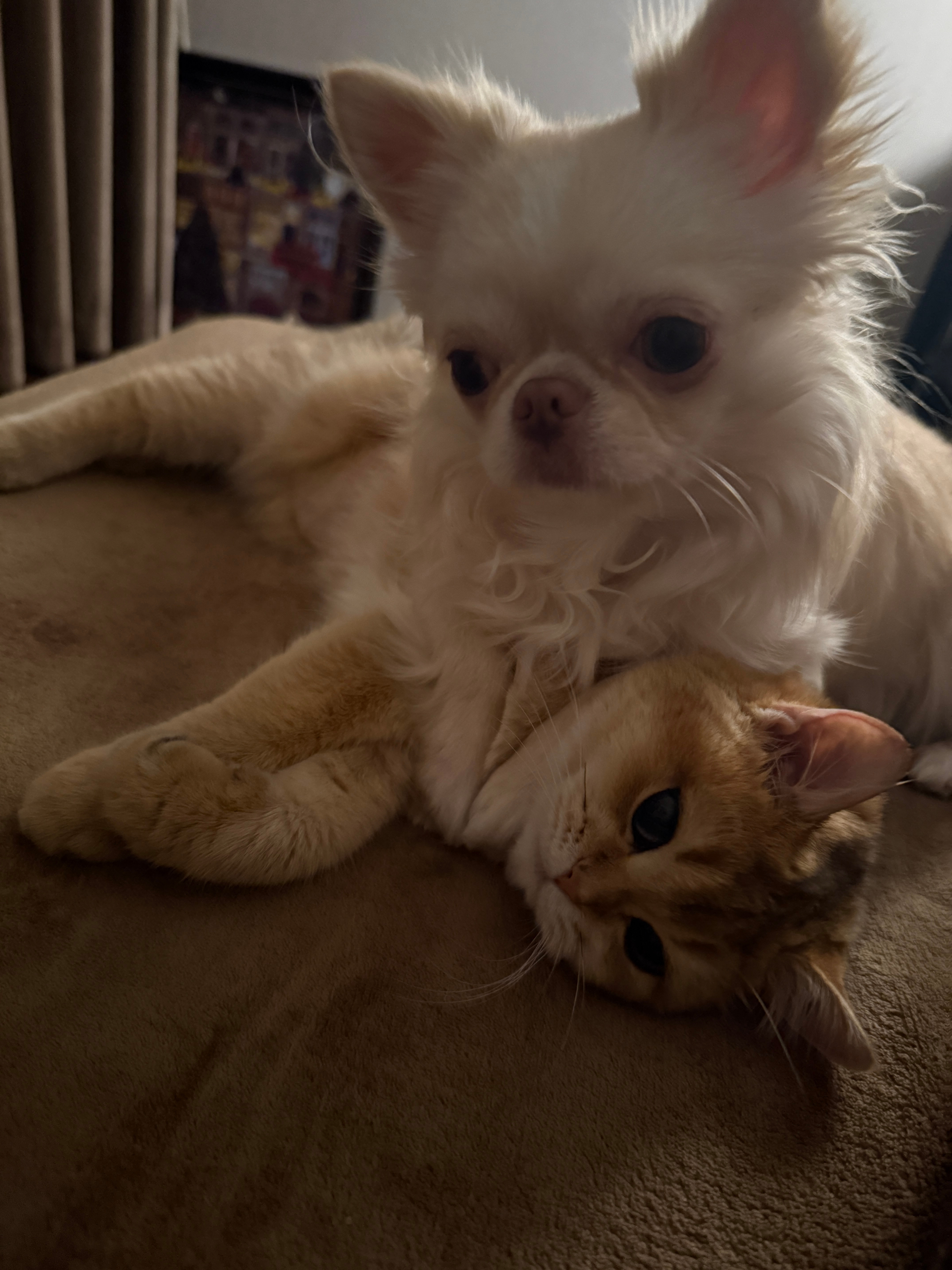 一回来就搬家真把我给累鼠 