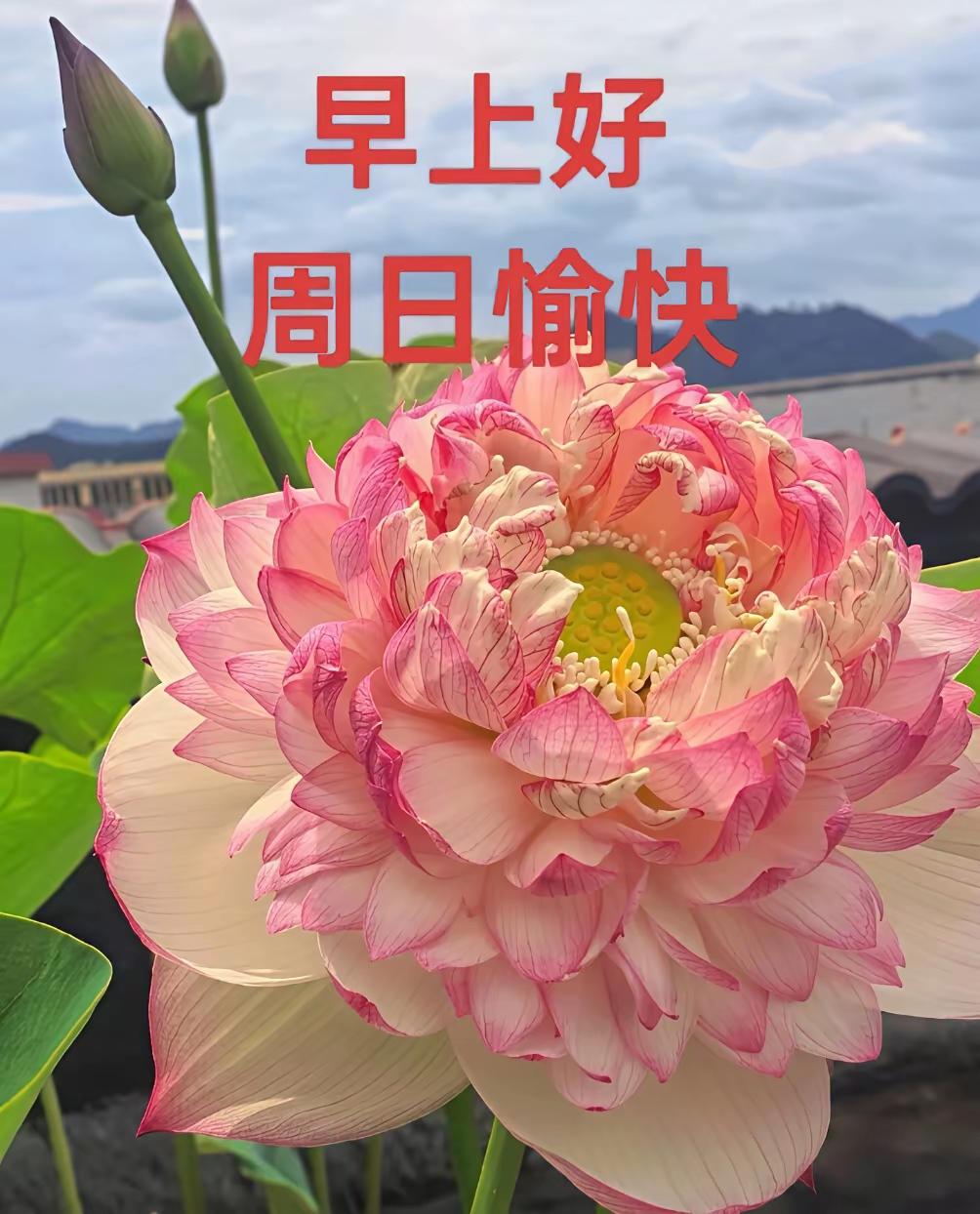 7.12日[燃烧的心][福]早上好[招财进宝][心]
风雨由天，快乐由己，所求皆