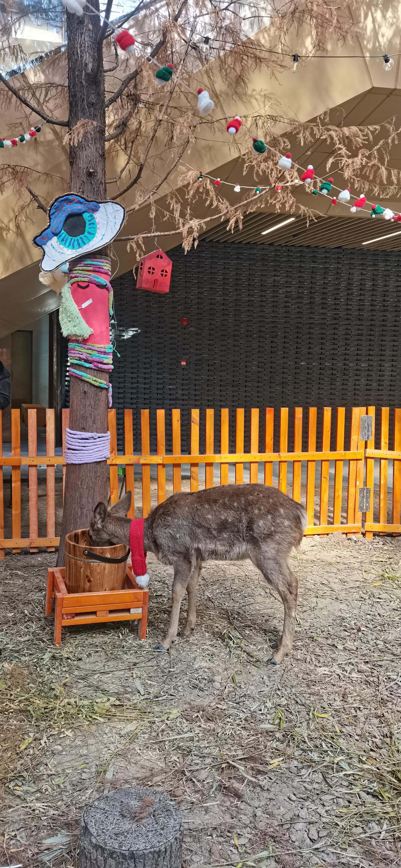 古古被找回来了