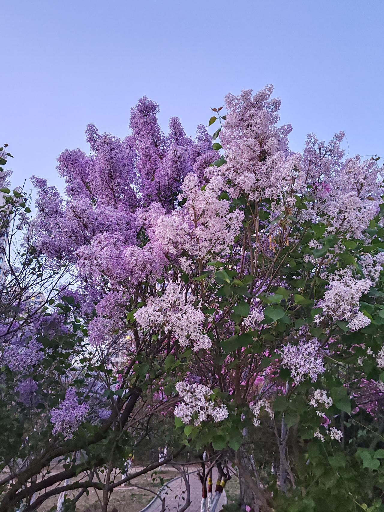 春日生活打卡季 春日里，丁香的色彩宛如一幅绚丽画卷。常见的丁香有紫色和白色。紫色