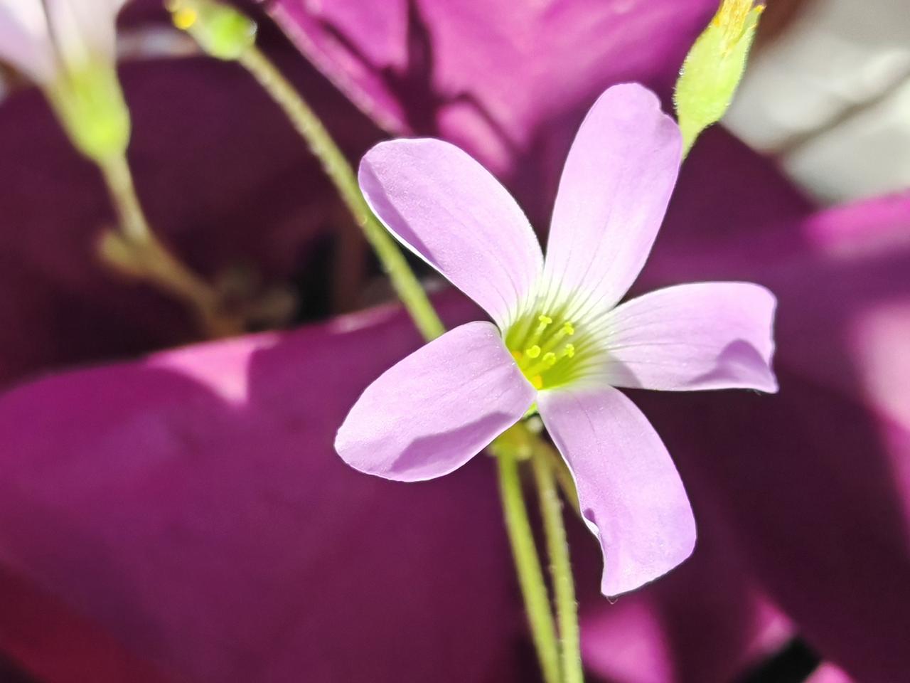 与痛风斗争的历程191
 
   今早起床，浑身关节倒没有明显的痛感，一切还算正