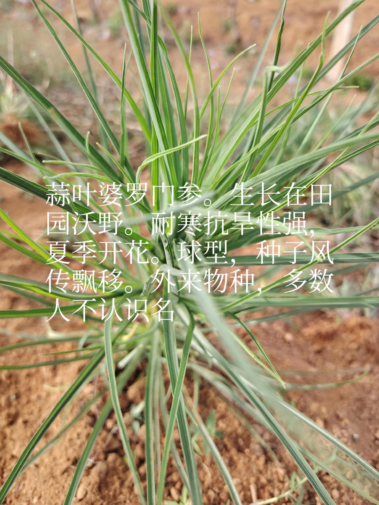 一一兔哥
去年在头条发布图片信息，有老师介绍这种植物的名称及分布生习性，用途等祥