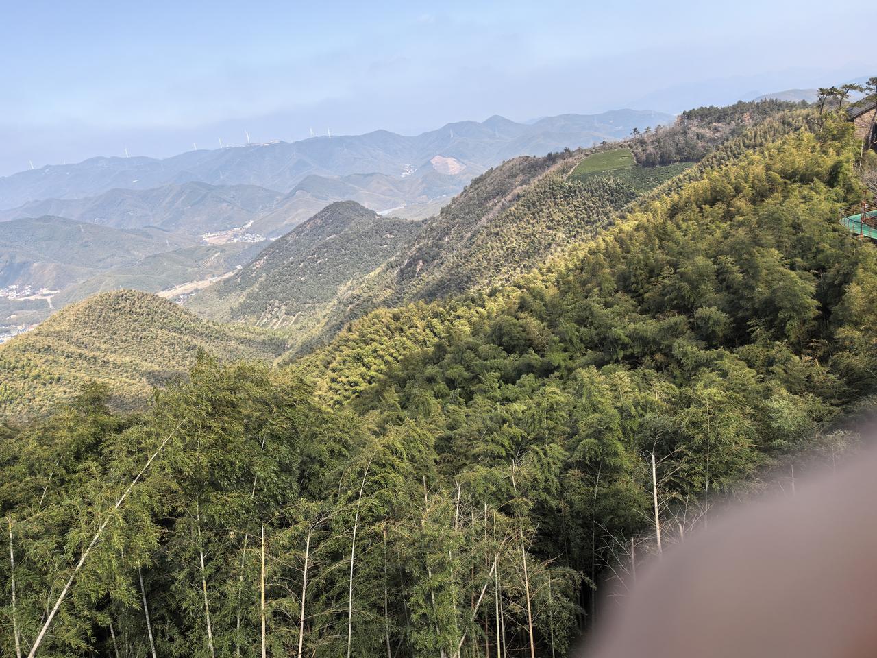 莫干山
车入德清，平畴渐远，青峦叠来。那漫山的竹，便如一卷泼墨长轴，从天际直铺到