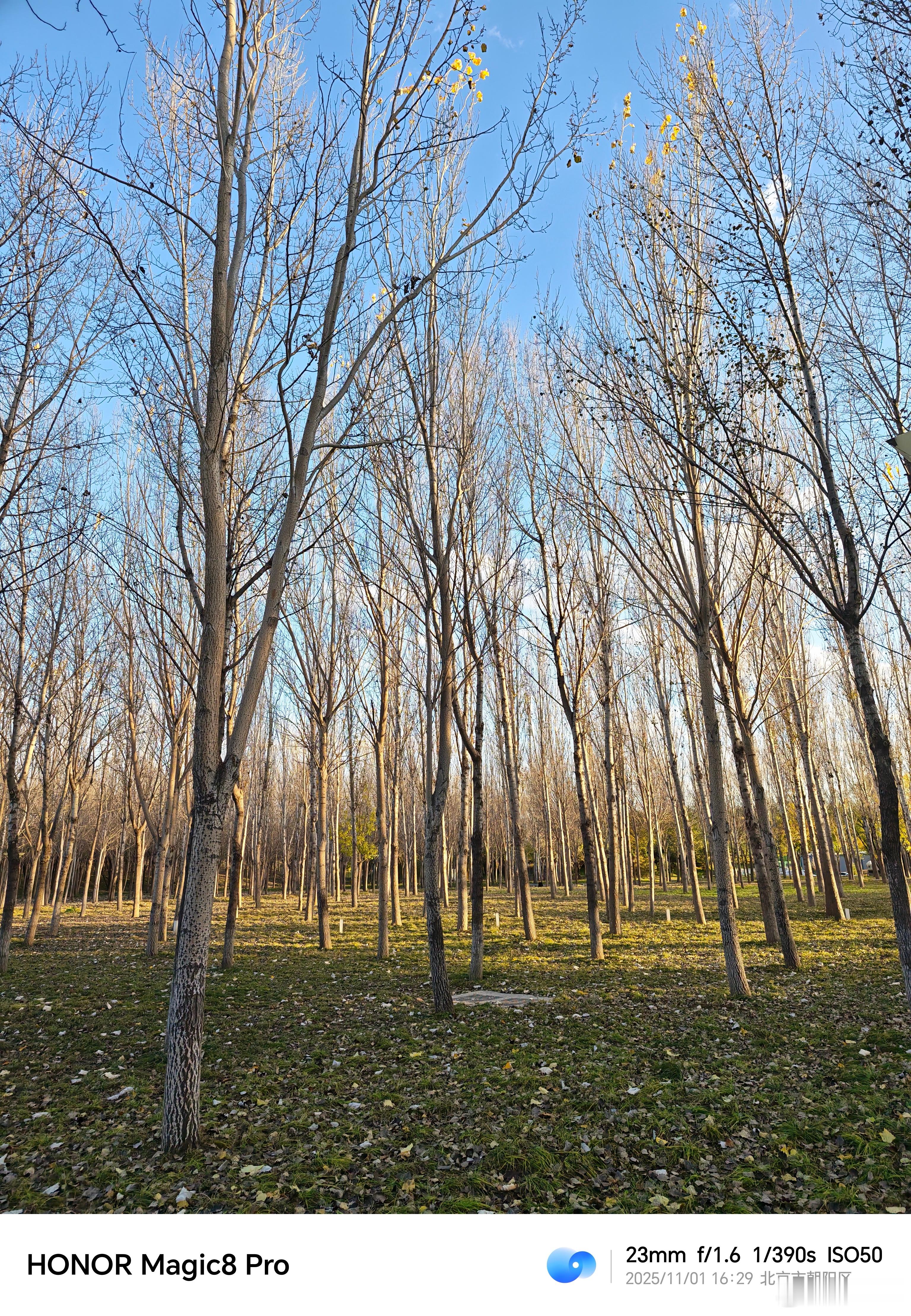 拍拍公园荣耀magic8 ​​​