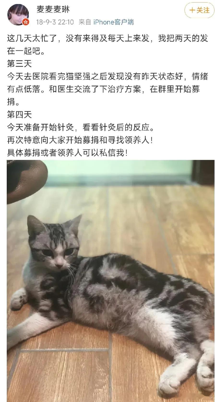 翻了翻麦琳的微博翻到这条心里一惊原来她救助过小动物啊这个我真喷不了了每个人的性格