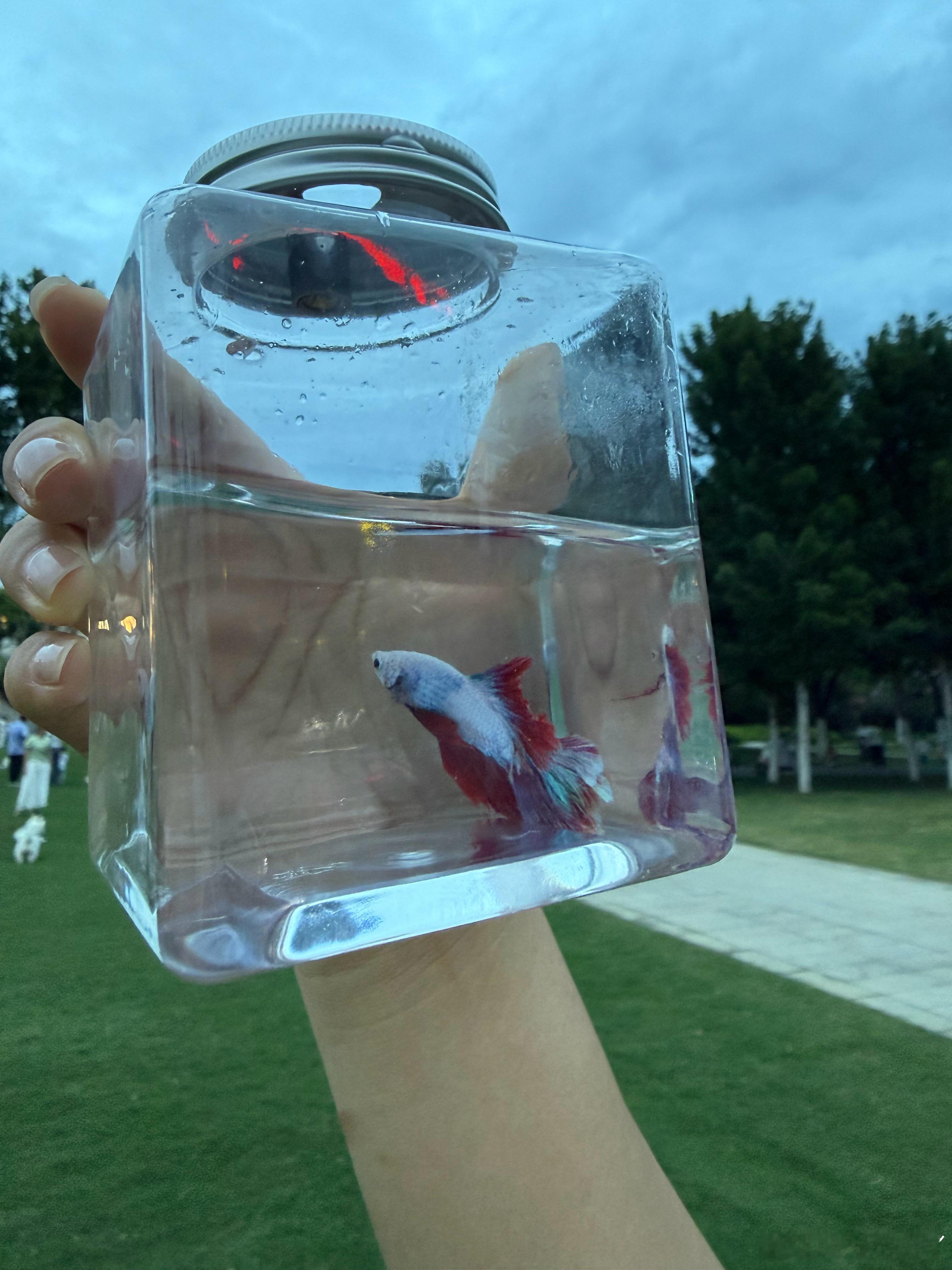 不用加氧就能养的鱼🐟 