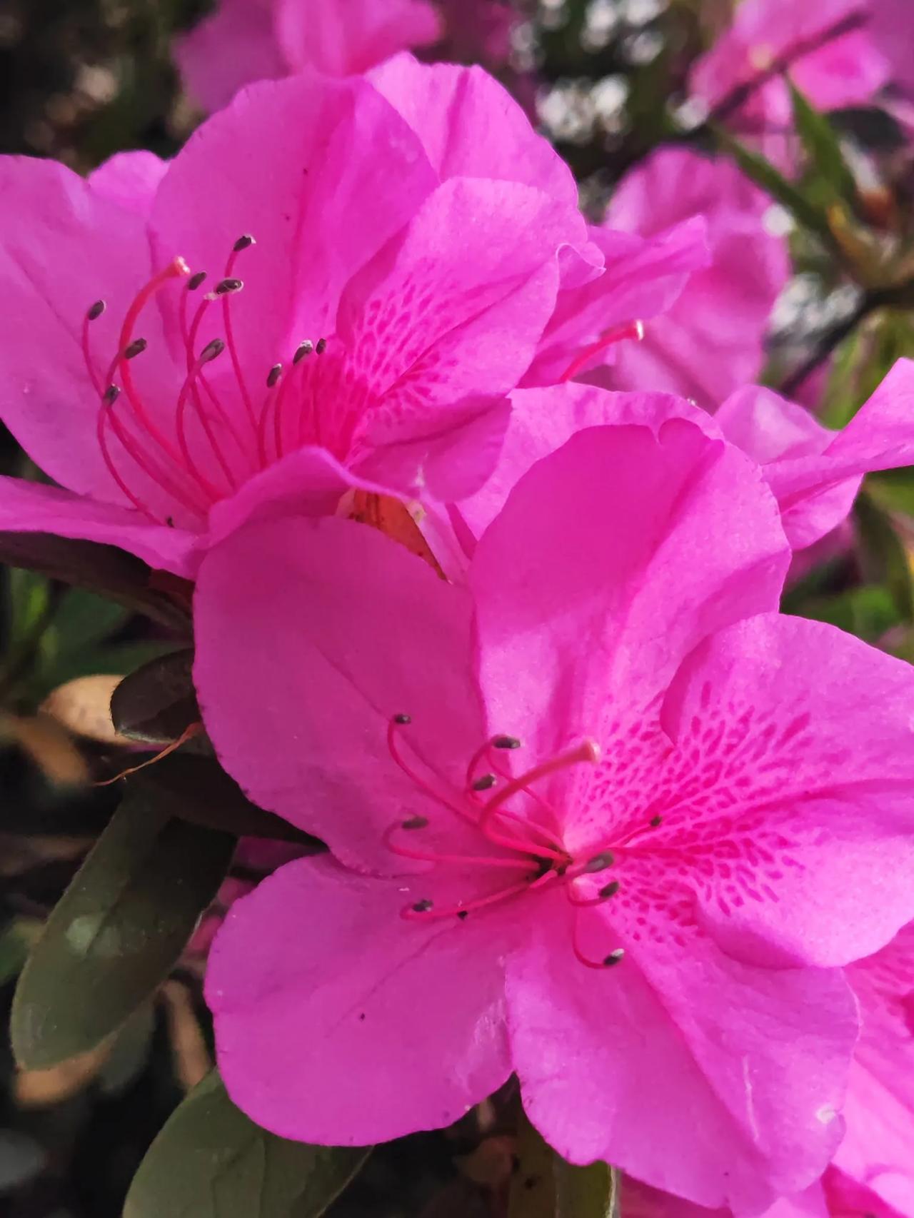 绯红娇艳杜鹃花。