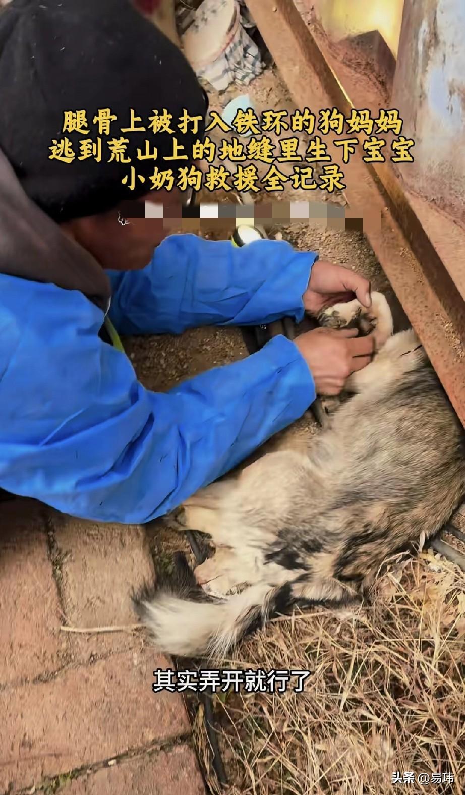 太可怜了！这天一位小姐姐和朋友一起去一个村子里游玩，当他们吃饱喝足后决定去散步，