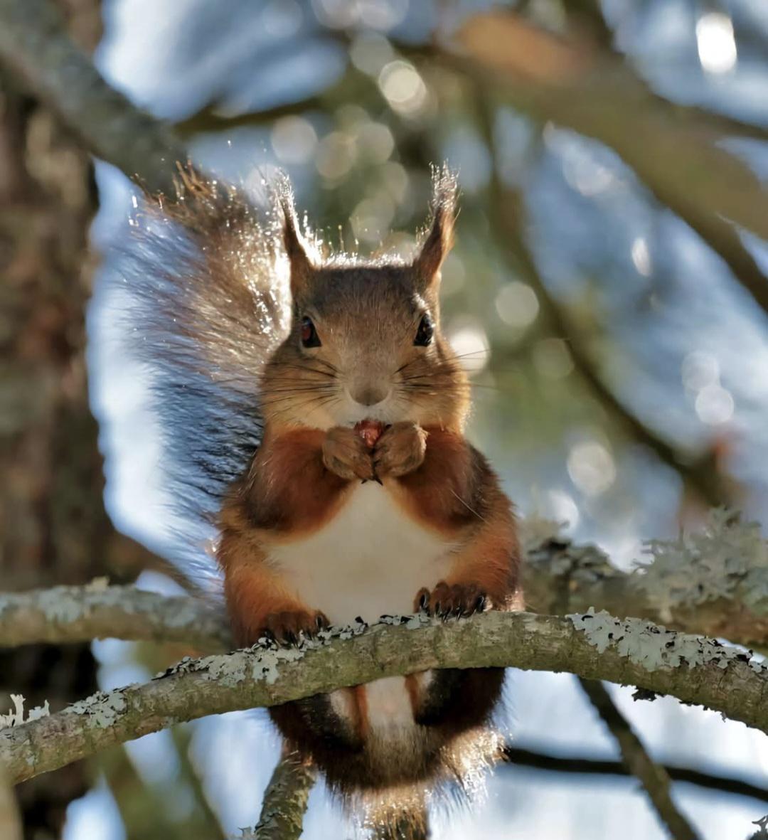 这只欧亚红松鼠胖得像个毛绒球，但最绝的是它居然能把自己塞进一个比它身体还小的树洞
