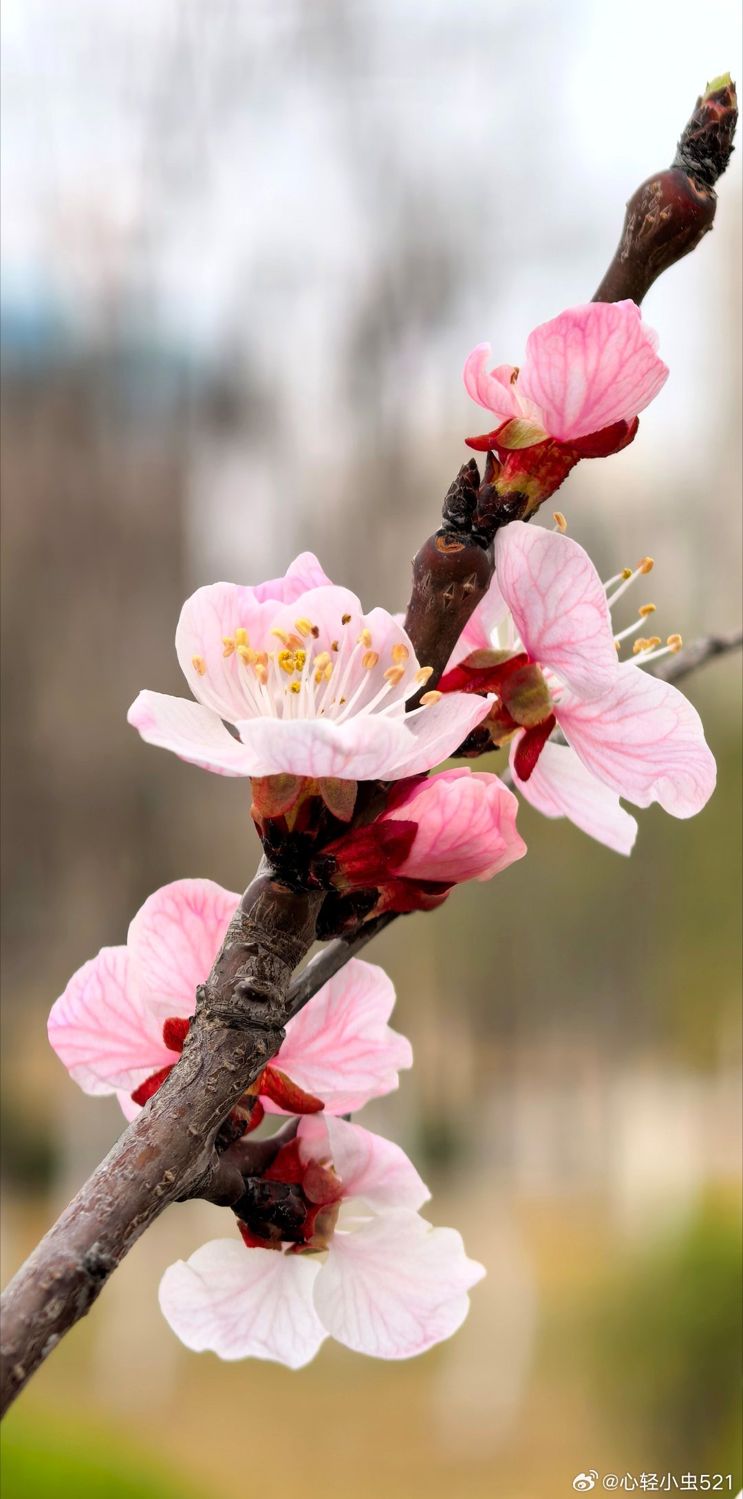 我的春天（太原汾河小镇） 