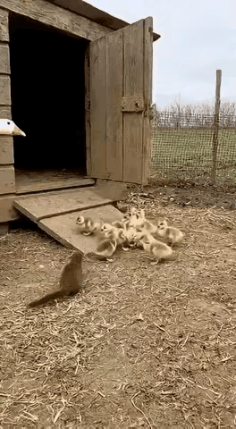 这猫也太飒了！
       黄鼠狼偷偷叼走小鹅正要溜，没想到猫咪突然杀出，直接