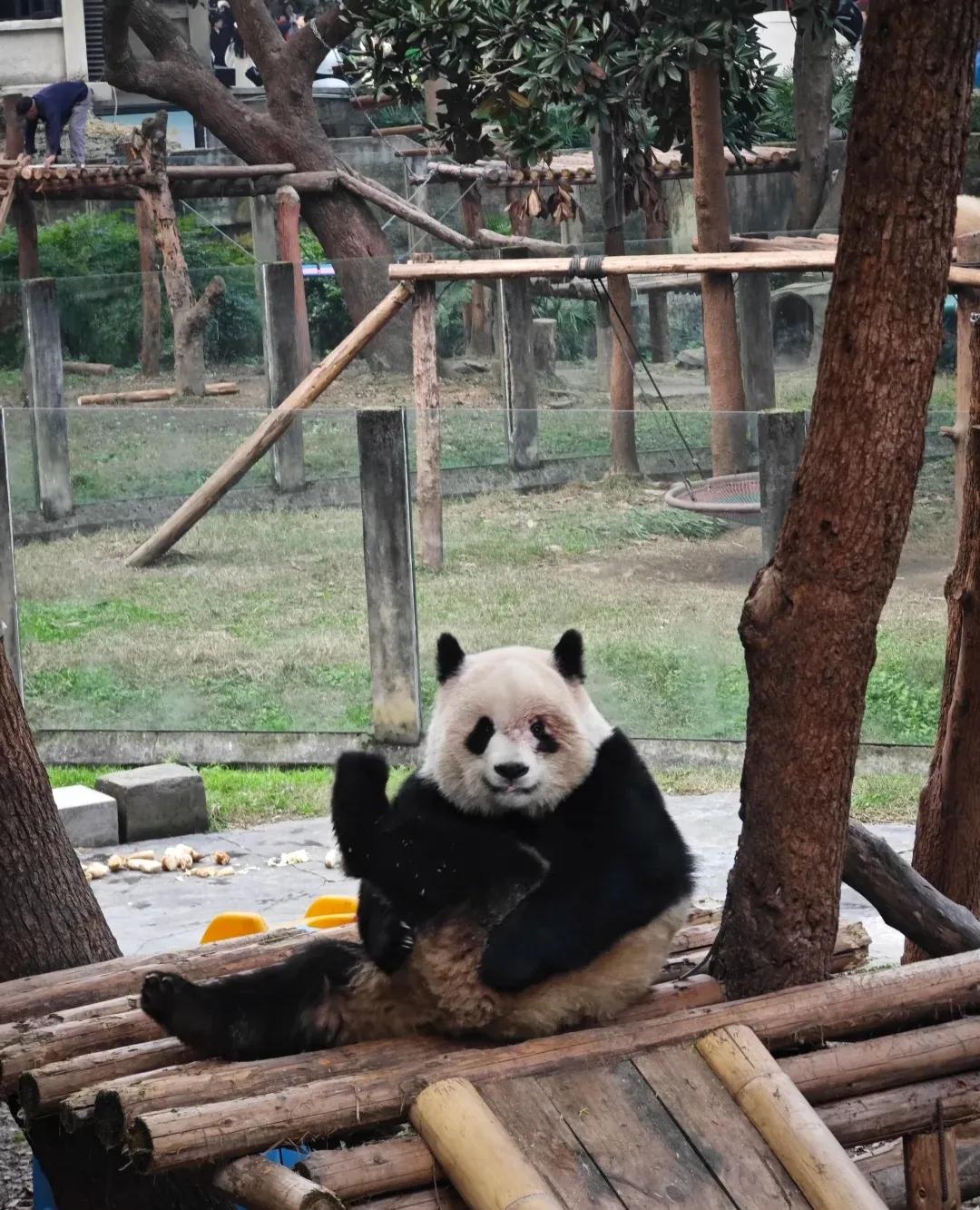 爱爱在笑诶，真的好坚强！[心][心][心]
加油呀，二妹，早日打败脱毛怪！
快快