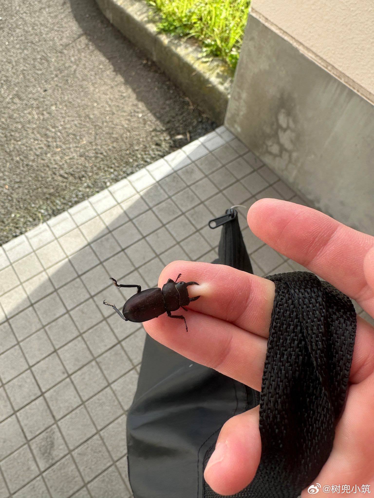 推主：我有锹形虫了